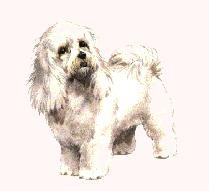 Dog's(catei cam electrici si ei) - martyn - ALTE ANIMALE