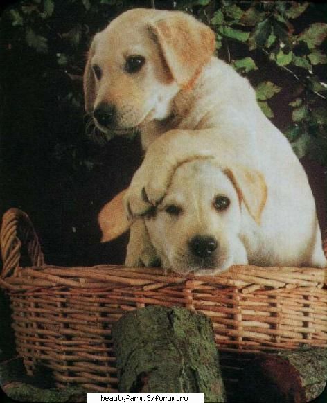 Dog's(catei cam electrici si ei) - martyn - ALTE ANIMALE