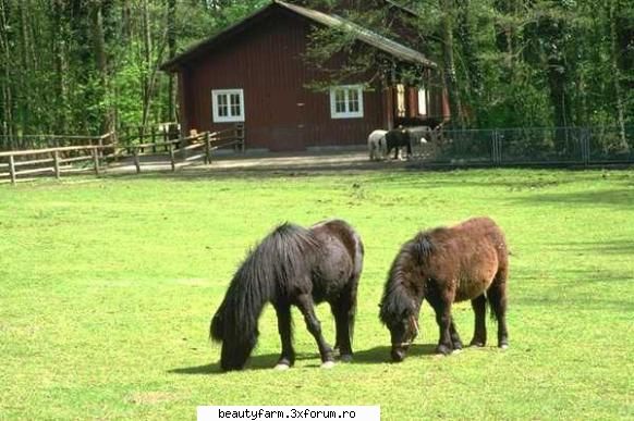 Donkey - martyn - ALTE ANIMALE