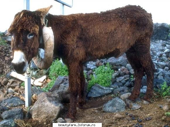 Donkey - martyn - ALTE ANIMALE