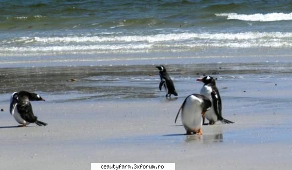 Dupa febra porcina, holera aviara - Coppia di pinguini di Magellano Dopo la febbre - COOL STUFF