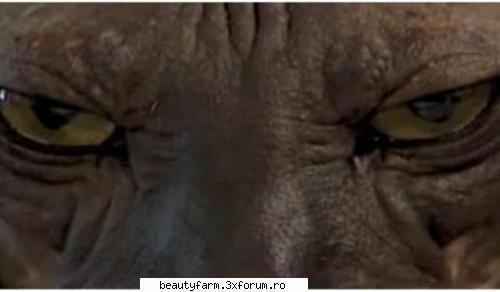 Ea este cea mai urata pisica din lume - Ugly Bad Boy a deventi mascota cabinetului - ELECTRIK CATS