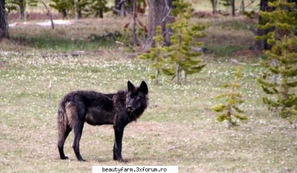 enigma lupului negru


  in padurile americii de nord exista, de multi ani, populatii de lupi negri,