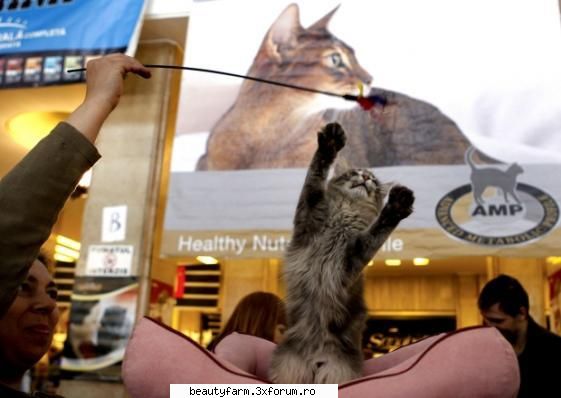 Expozitie de pisicute sofisticate la Bucuresti - ADMIN-ELECTRIK_CAT - ELECTRIK CATS