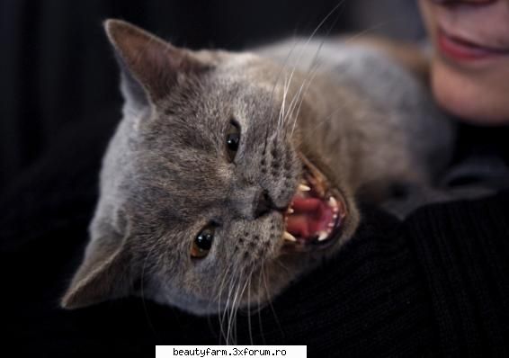 Expozitie de pisicute sofisticate la Bucuresti - ADMIN-ELECTRIK_CAT - ELECTRIK CATS