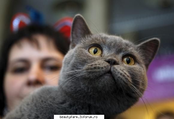 Expozitie de pisicute sofisticate la Bucuresti - ce frumoasa e ...ptiuuuuuuuuuuuuuu - ELECTRIK CATS