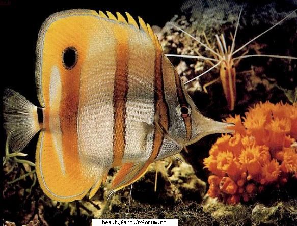 Fish - martyn - ALTE ANIMALE