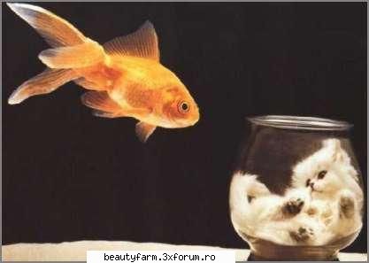 Fish - martyn - ALTE ANIMALE