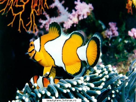 Fish - martyn - ALTE ANIMALE