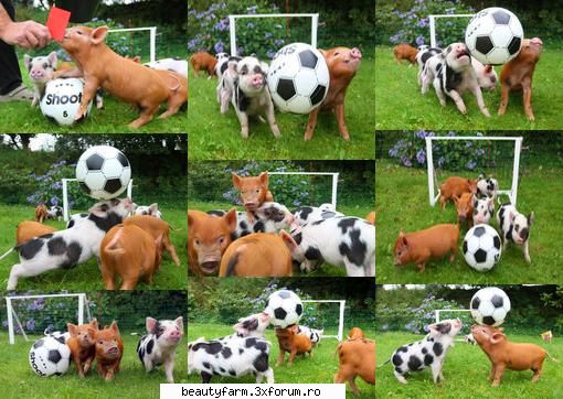 Fotbalistii sunt porci! - Nu aveam de-a face cu o figura de stil - ALTE ANIMALE