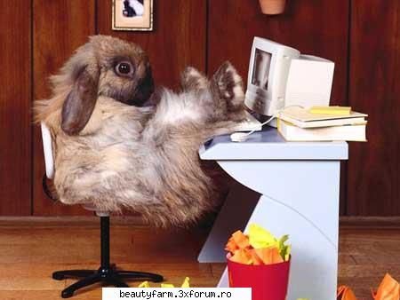 Funny Wallpapers-free download - Wallpapers on a desktop with a humour Wallpapers - SCREEN SAVERS