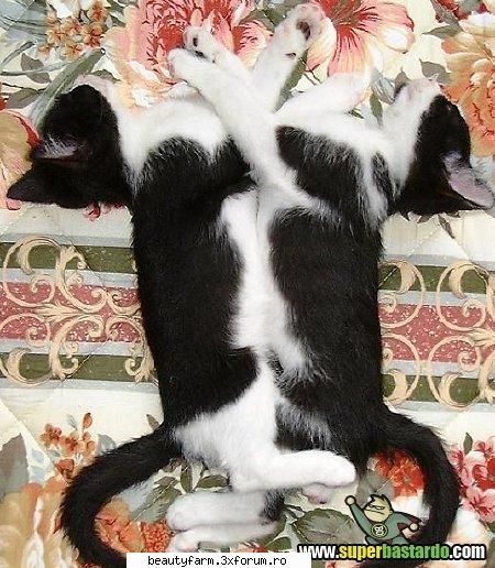 Gemeni - ADMIN-ELECTRIK_CAT - ELECTRIK CATS