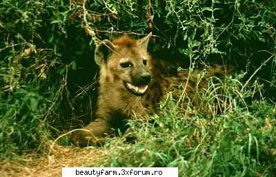 HYENE (FOTO) NAT GEO WILD - Hyena. Masai Mara NP, Kenya - ALTE ANIMALE