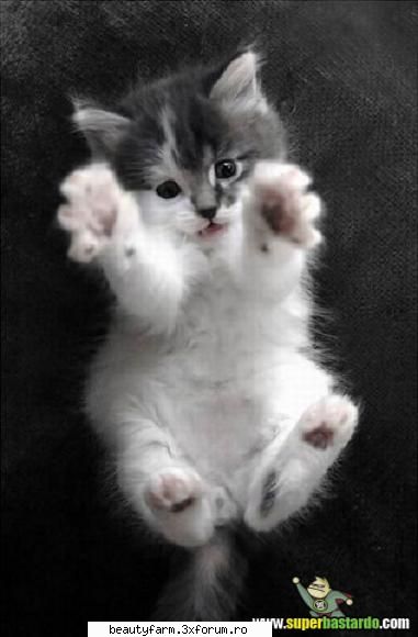 Ia-ma in brate - hug me - ADMIN-ELECTRIK_CAT - ELECTRIK CATS
