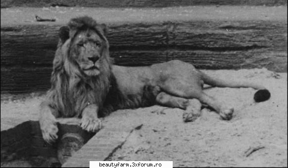 Intoarcerea leului berber - Conservationistii britanici au reusit sa - ALTE ANIMALE