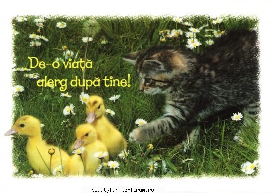 Iubirea nu tzine cont de rasa - nici_de_cum - ALTE ANIMALE
