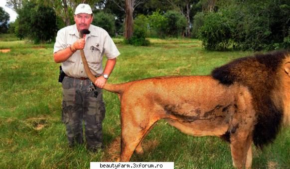Leu la masaj - la masaj "La naiba! Iar am incurcat coada lui - ALTE ANIMALE