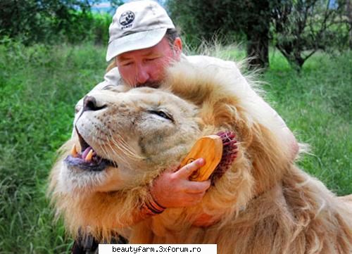 Leu la masaj - Daca nu-mi dai pupici cand ma perii, sa stii ca - ALTE ANIMALE