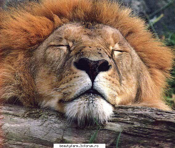 Lion's - martyn - ALTE ANIMALE