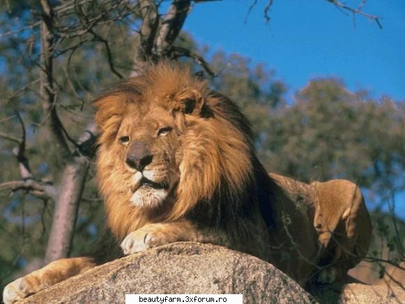 Lion's - martyn - ALTE ANIMALE