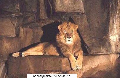 Lion's - martyn - ALTE ANIMALE