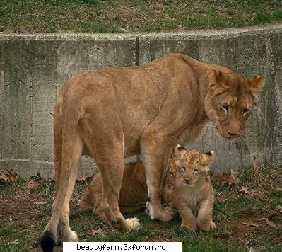 Lion's - martyn - ALTE ANIMALE