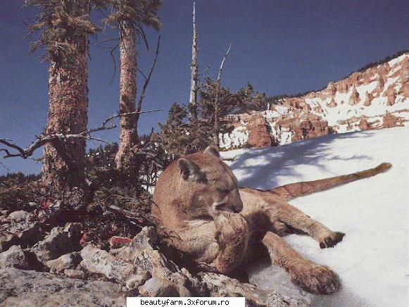 Lion's - martyn - ALTE ANIMALE