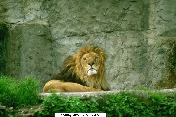 Lion's - martyn - ALTE ANIMALE
