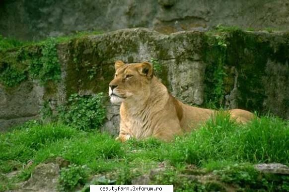 Lion's - martyn - ALTE ANIMALE
