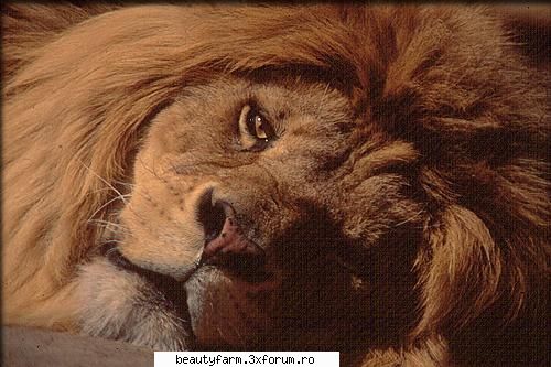 Lion's - martyn - ALTE ANIMALE