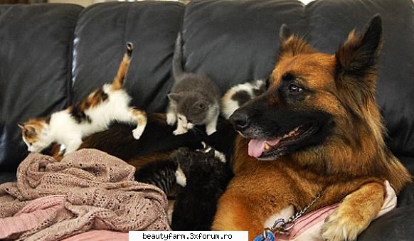 Luka, cateaua inimoasa - Luka, cateaua inimoasa O catea care nu a nascut - ALTE ANIMALE