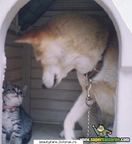 Ma primesti si pe mine? - ADMIN-ELECTRIK_CAT - ELECTRIK CATS