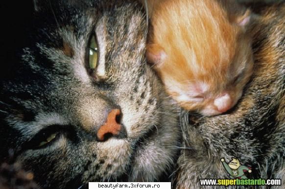 mama pisi puiutu
