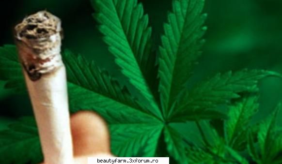 Marijuana-Ultima speranta impotriva cancerului? - Marijuana-Ultima speranta impotriva - COOL STUFF