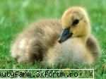 Mititica - dar voinica...:D:D:D:D:D - ALTE ANIMALE