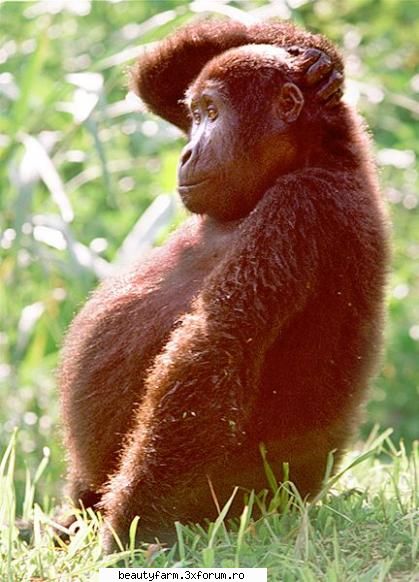 Monkey's - martyn - ALTE ANIMALE