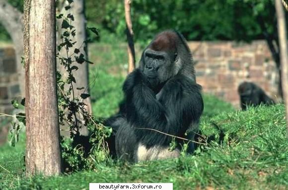 Monkey's - martyn - ALTE ANIMALE