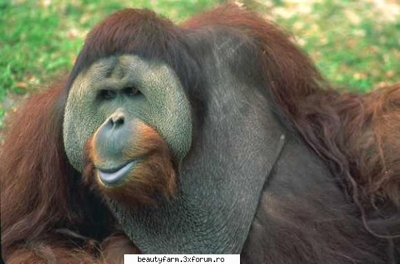 Monkey's - martyn - ALTE ANIMALE