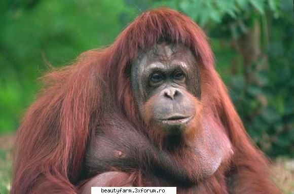 Monkey's - martyn - ALTE ANIMALE