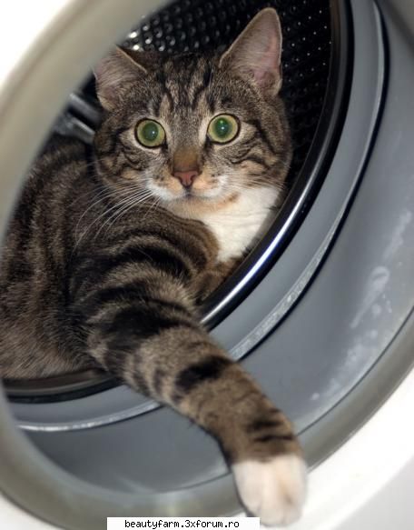 Motanelul hot de sosete - hoţul de şosete O felină pe nume - ELECTRIK CATS