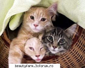Motanii sunt stangaci iar matele dreptace - Nu doar oamenii pot fi st�ngaci, dreptaci sau - ELECTRIK CATS