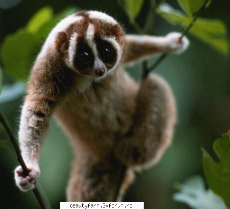 New ruling by the UN (CITES) in Endangered Species - In Japan, where people pay as much as - ALTE ANIMALE