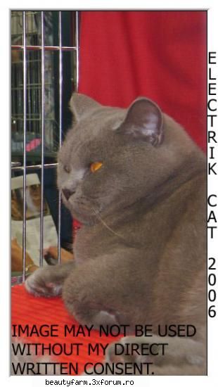 ORIGINAL STOCK-EDITIE SPECIALA-EXPOZITIE DE PISICI - ADMIN-ELECTRIK_CAT - THE ART SIDE OF YOU