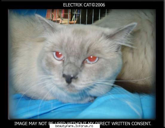 ORIGINAL STOCK-EDITIE SPECIALA-EXPOZITIE DE PISICI - ADMIN-ELECTRIK_CAT - THE ART SIDE OF YOU