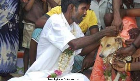 O fata din India s-a maritat cu un caine - O fata din India s-a maritat cu un caine - COOL STUFF