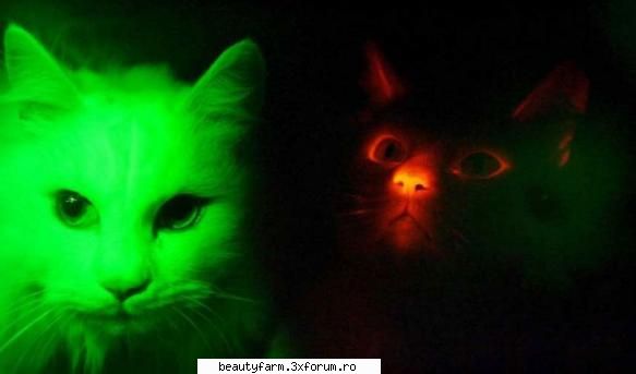 PISICI FLUORESCENTE - EXCLUSIV BEAUTYFARM - PISICI FLUORESCENTE,CARE EXPUSE LA RAZE - ELECTRIK CATS