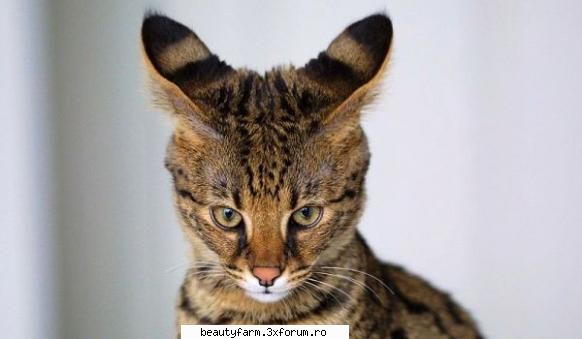 Pasiunea britanicilor pentru super-pisici poate deveni periculoasa - Printre animalele �la - ELECTRIK CATS