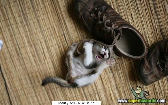 Pe post de spaghetti - ADMIN-ELECTRIK_CAT - ELECTRIK CATS
