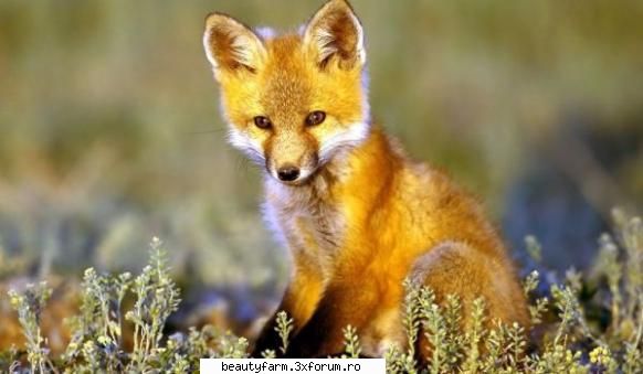 Peste 100 de pantofi, furati de� o vulpe - In micul oras Foehren, din vestul Germaniei - ALTE ANIMALE