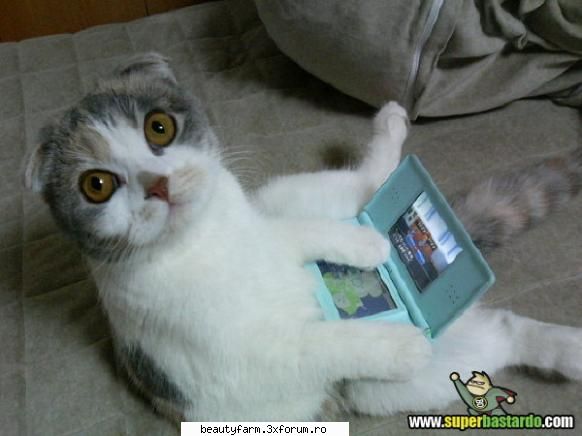 Pisic tehnologic - ADMIN-ELECTRIK_CAT - ELECTRIK CATS